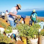 Volunteers work to restore Hakiowa Watershed on Kahoolawe
